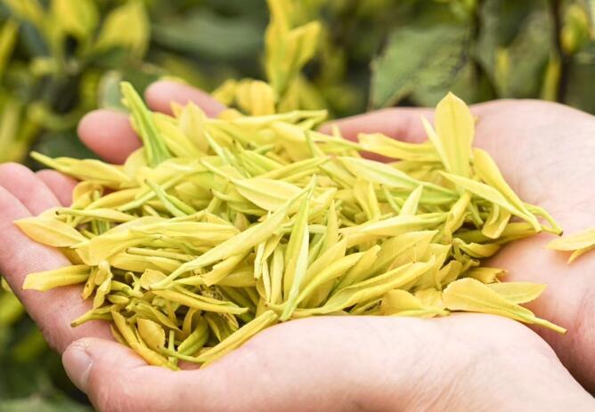 黄金芽属于什么茶，黄金芽都有哪些特点，哪个产地的黄金芽最好喝？