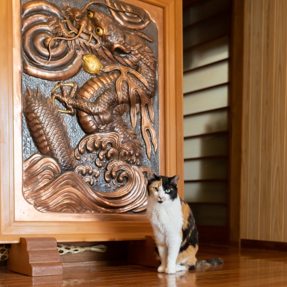 让猫帮你修行！长乐寺的喵大人锻炼住持的超强定力！