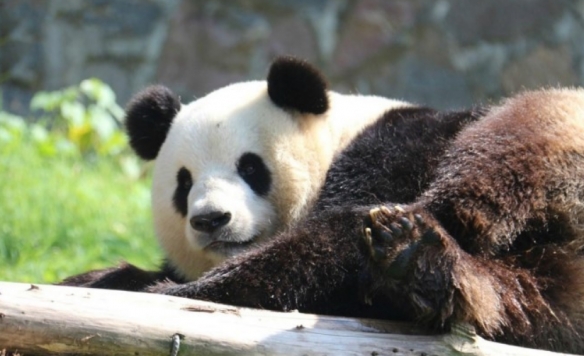 谁在看谁？重庆动物园大熊猫反向参观游客：姿势惬意