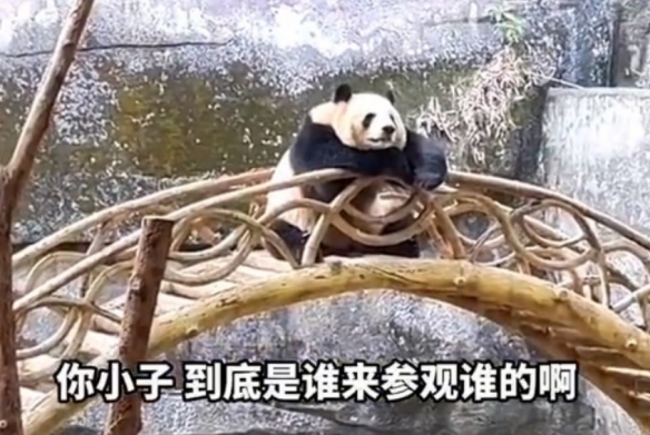 谁在看谁？重庆动物园大熊猫反向参观游客：姿势惬意