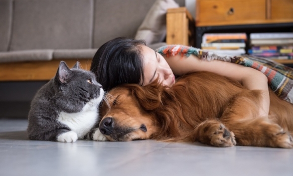 研究称养猫养狗或影响睡眠质量：平均睡眠时间少于6h