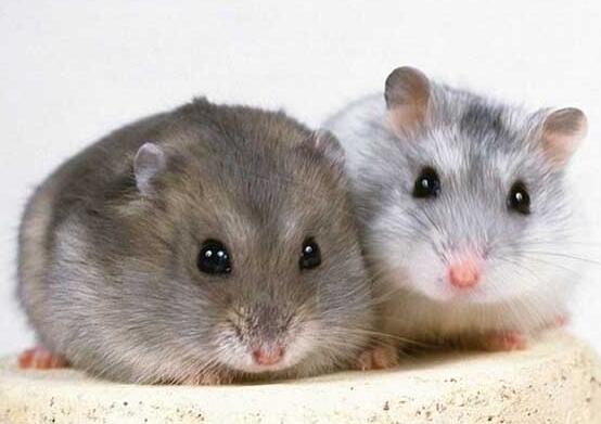仓鼠的寿命有多长，科学的养殖方法，可以让仓鼠活的更长