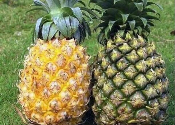 凤梨和菠萝的区别，真的只是名字不一样？原来还有这些区别