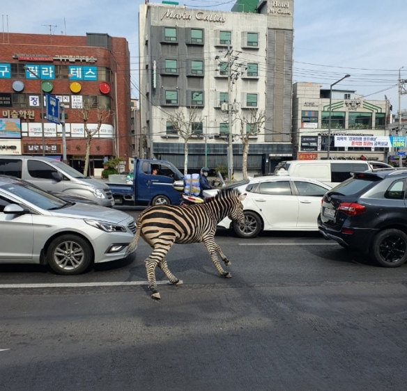 动物园流行逃亡？南韩街上出现斑马：被Ｐ成专辑封面！