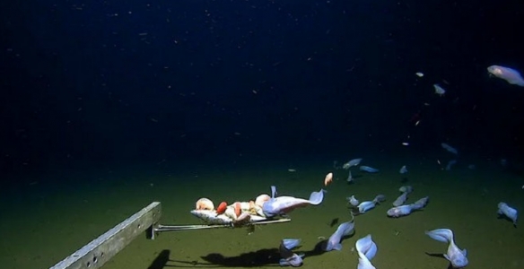 日本8336米深海发现怪鱼！一离水瞬间融化成