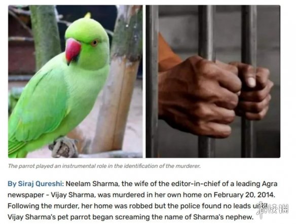印度一桩九年前的杀人案，因为一只神探鹦鹉重见天日