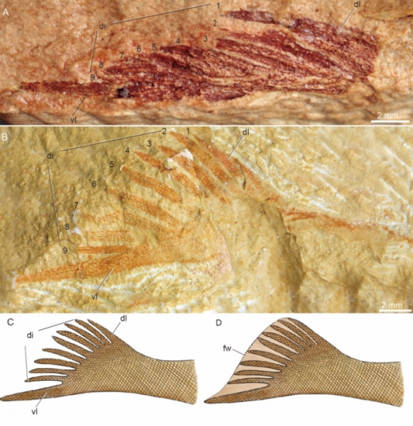 来自4.1亿年前 广西发现九尾狐甲鱼化石:名取自山海经