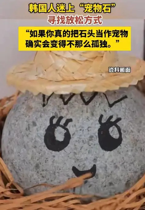  韩国年轻人开始迷上养石头 网友：不吃不喝不会生病